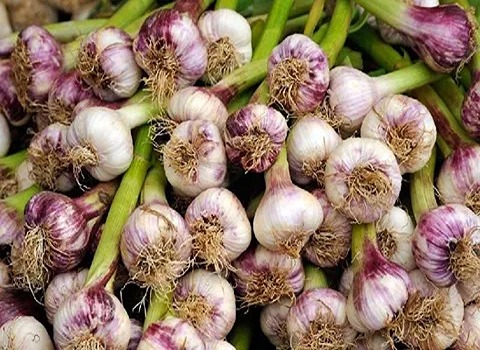 تصویر 1 از قیمت خرید سیر تازه شمال + فروش ویژه